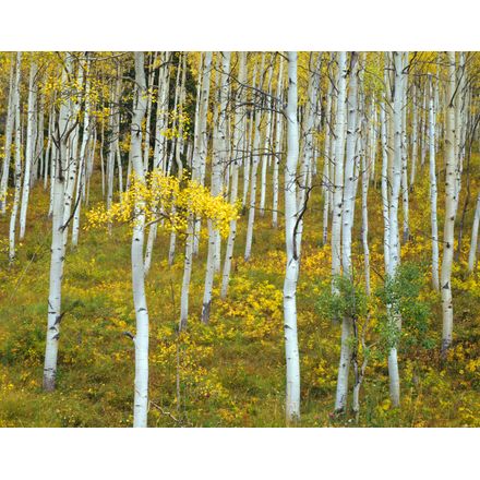 Pieces Of Birch Bark Wallpaper Mural