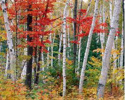 New-Hampshire-Autumn-Wallpaper-Mural