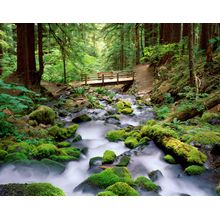 Sol Duc Dreams Wall Mural