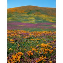 Wildflower Splendor Wall Mural