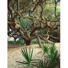 Cumberland Oaks Wall Mural