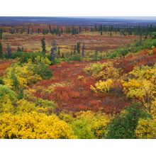 Autumn Tundra Wall Mural