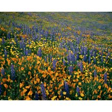 Wildflowers Galore Wall Mural