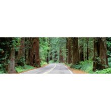 Redwood Highway Wall Mural