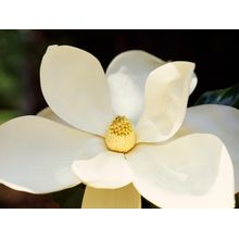 Magnolia Charm Wall Mural