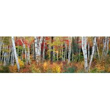 New England Splendor Wall Mural