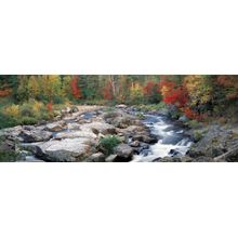 Adirondack Wild Wall Mural