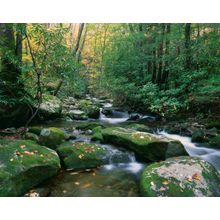 Smoky Mountain Glade Wall Mural