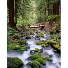 Evergreen Wonder Wall Mural