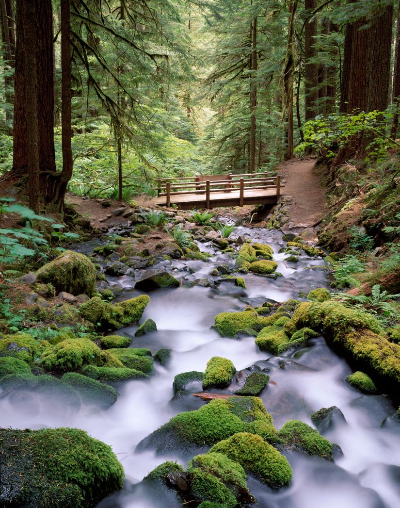 Evergreen Wide: Indoor Moss Wall