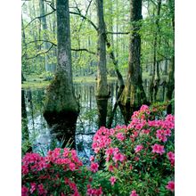Carolina Cypress Wall Mural
