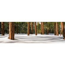 Ponderosa Pines Wall Mural