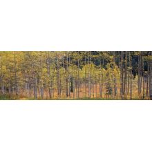 Golden Aspen Glory Wall Mural