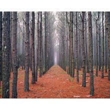 Cumberland Island Pines Wall Mural