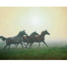 Horses In The Mist Wall Mural