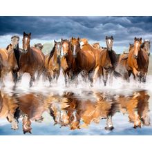 Horses' Reflection Wall Mural