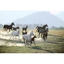 Running Herd Wall Mural