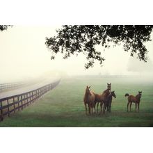 Horse Farm Wall Mural