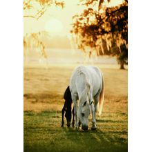 Mare With Foal Grazing Wall Mural