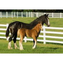Shire Draft Mare With Foal Mural Wallpaper