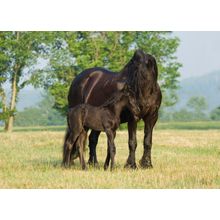 Friesian Mare With Foal Mural Wallpaper