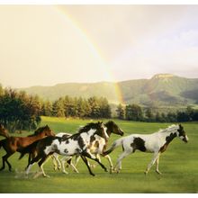 Paint Horses With Rainbow Mountains Wall Mural