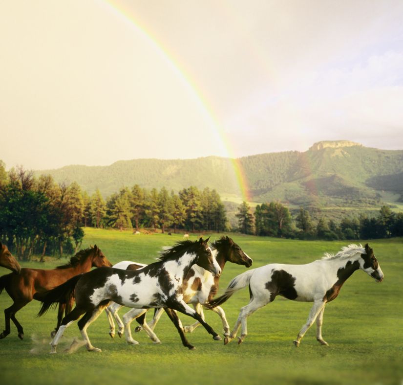 paint horses wallpaper