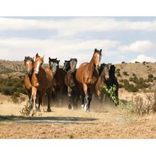 Spanish Mustang Herd Wall Mural