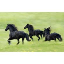 Blurred Friesians Gallop Wall Mural