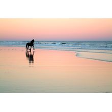 Friesian Beach Wall Mural