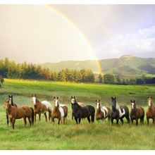 Herd Of Horses, Pagosa Springs, CO Wall Mural