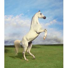 Rearing Arabian Stallion Wall Mural