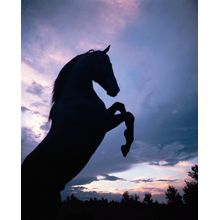 Rearing Stallion Dawn Wall Mural