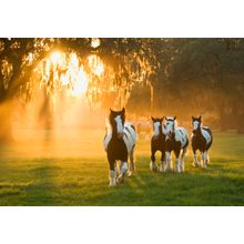 Gypsy Vanners At Sunset Wall Mural