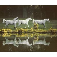 Arabian Mare Reflection Wall Mural