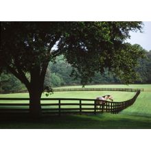 Thoroughbred Paddock Under Oak Trees Wall Mural