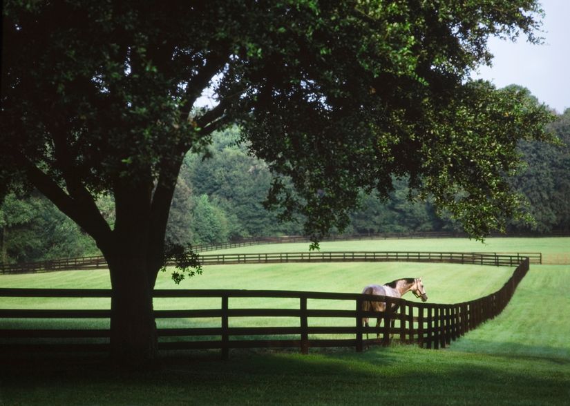 Thoroughbred-Paddock-Under-Oak-Trees-Wallpaper-Mural