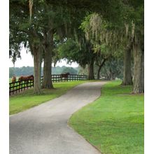 Thoroughbreds Under Oak Trees Wall Mural