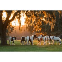 Gypsy Vanner Weanlings Wall Mural