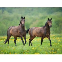 Hanoverian Pair Wall Mural