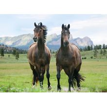 Colorado Hanoverians Wall Mural