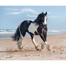 Gypsy Vanner's Day at the Beach Wallpaper Mural
