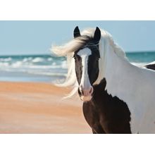 Gypsy Vanner Mare at the Beach Wall Mural