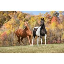 Autumn In Tennessee Wall Mural