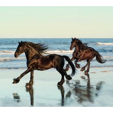 Friesian Stallions On The Beach Wall Mural