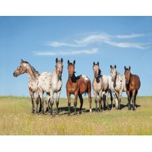 Tiger Horse Herd Wall Mural