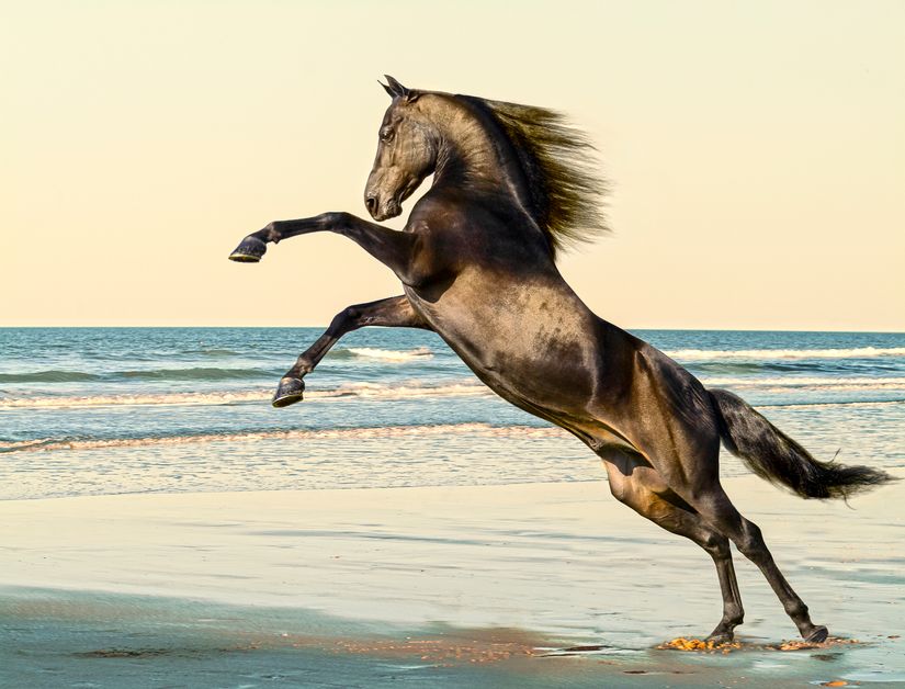 Horse Rearing On The Beach