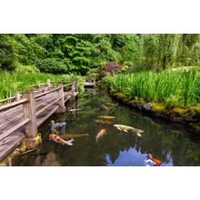 Portland Japanese Koi Pond Wall Mural