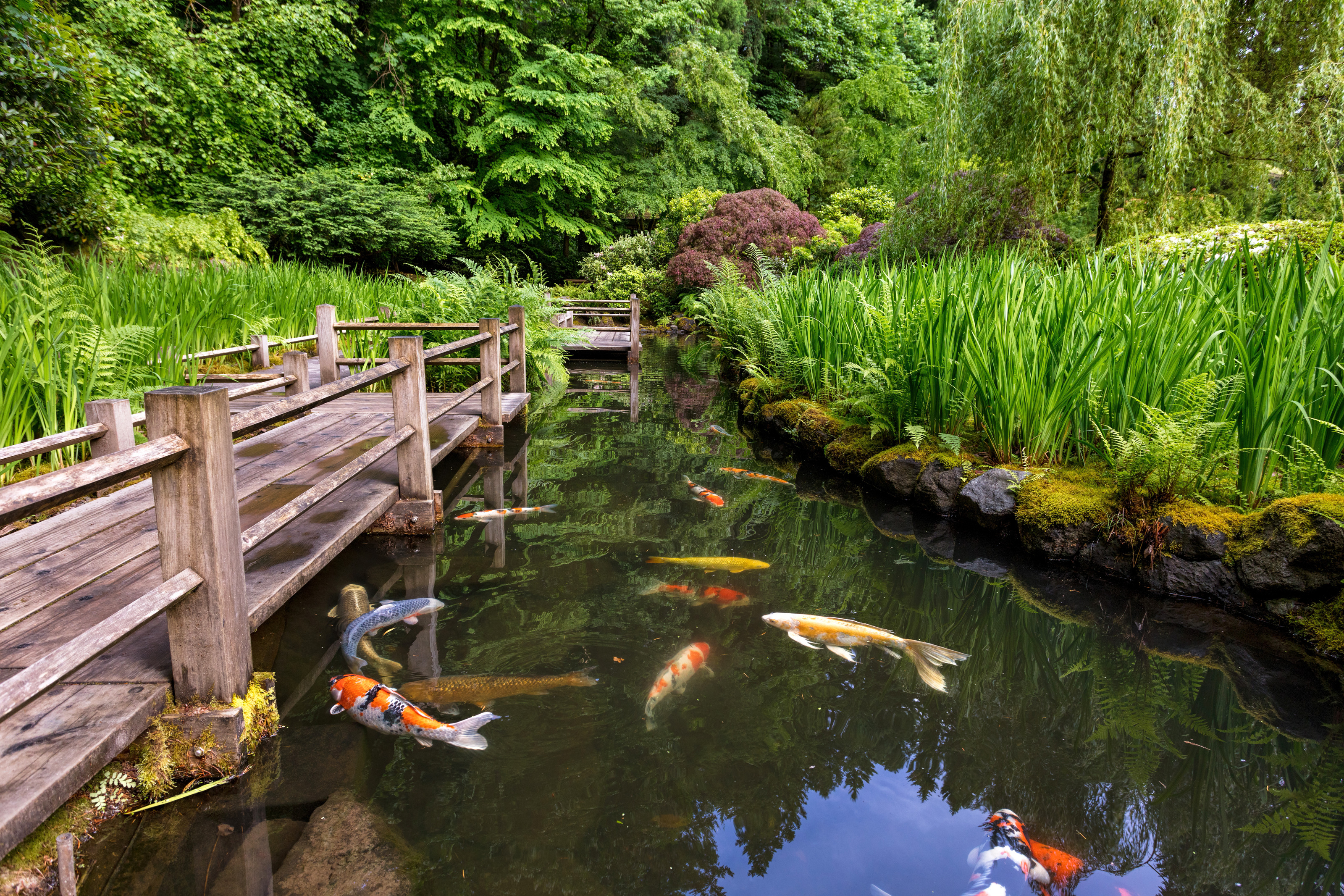 backyard koi pond with bridge