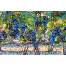 Winery Vines Wall Mural